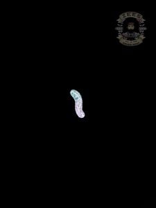 PURPLE & BLUE WORM