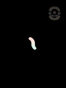 PINK & BLUE WORM