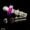 6-stargazer