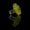 12-lemon-candy-x-cropal